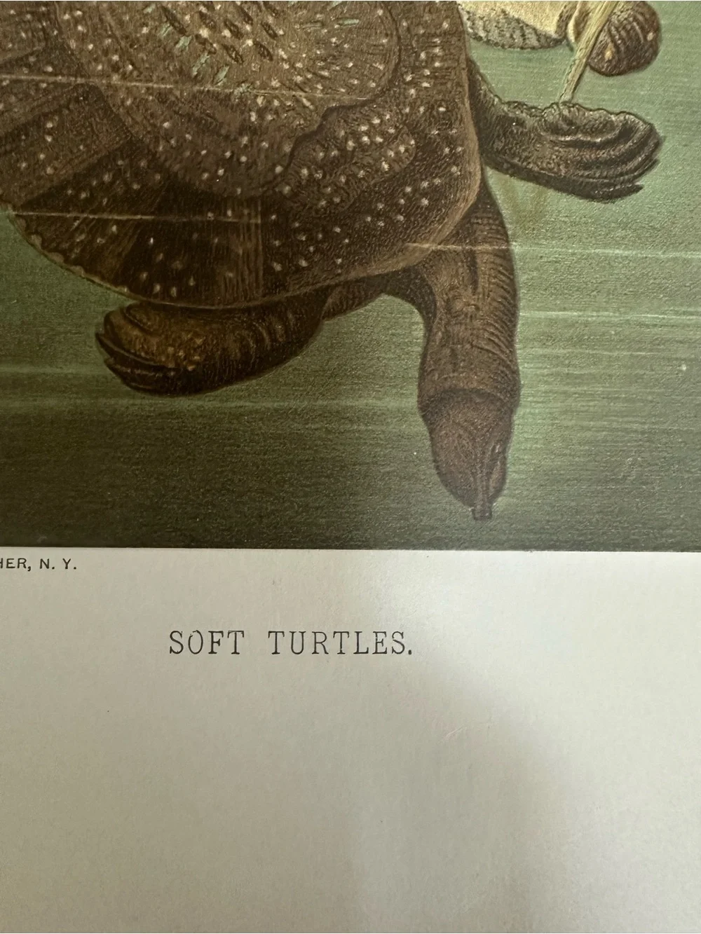 1880s Chromolithograph L. Prang/Selmar Hess - SOFT TURTLES